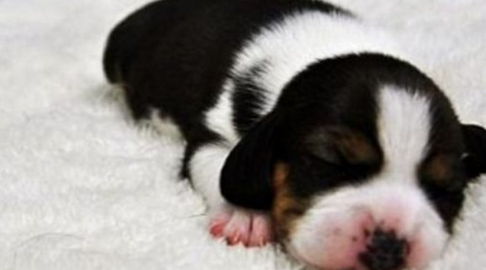 В Китае вывели первую клонированную собаку