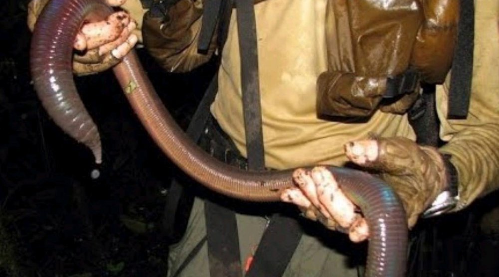Огромный земляной червь в Австралии